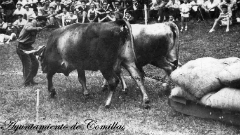 Feria y Arrastre